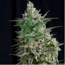 ANESTHESIA_CBD